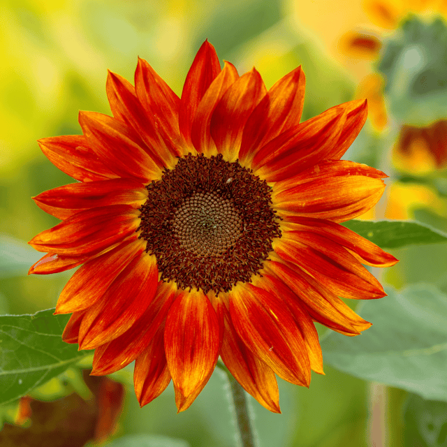 Sunflower Autumn Mix Flower Seeds (Pack Of - 20 Seeds)