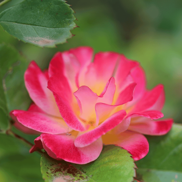 Balsamine Rose Flower Seeds (Pack Of - 20 Seeds) Balsamine Rose Flower Seeds (Pack Of - 20 Seeds)