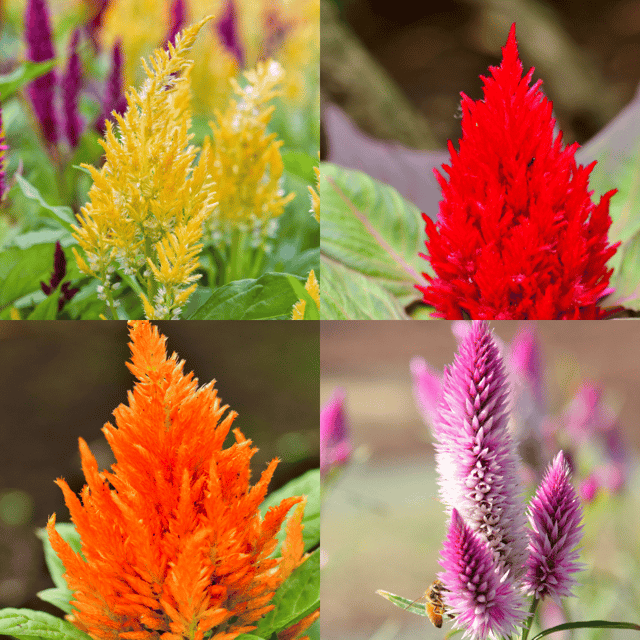 Celosia Mix Flower Seeds (Pack Of - 100 Seeds) Celosia Mix Flower Seeds (Pack Of - 100 Seeds)