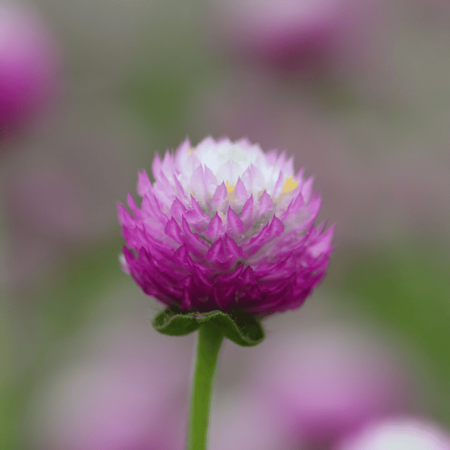 Gomphrena (Pink) Flower Seeds (Pack Of - 40 Seeds)