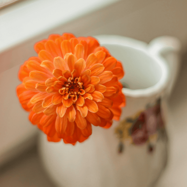 Zinnia Flower (Orange) Seeds (Pack Of - 25 Seeds) Zinnia Flower (Orange) Seeds (Pack Of - 25 Seeds)