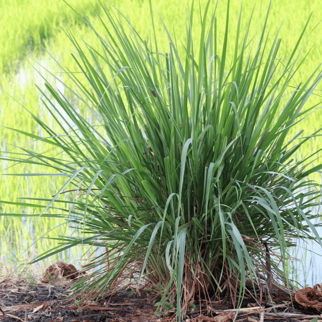 Organic Lemon Grass Seeds (Pack Of - 60 Seeds)