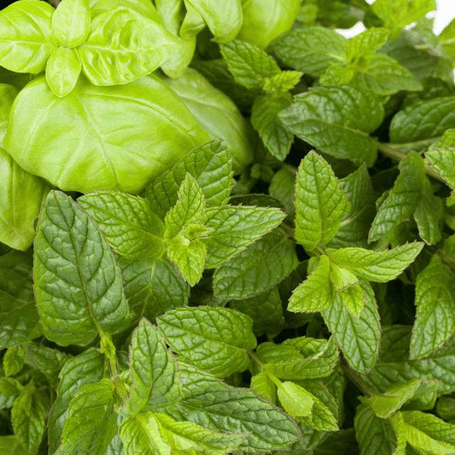 Organic Basi lMint/ Tulsi Seeds (Pack Of - 50 Seeds)