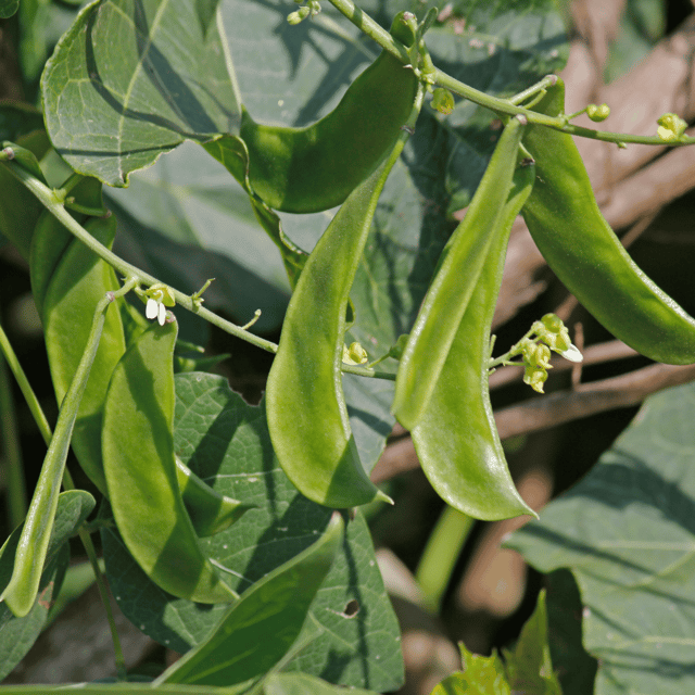 Organic (Desi) Sem Phali/Lima Beans Seeds(Pack Of -15 Seeds) Organic (Desi) Sem Phali/Lima Beans Seeds(Pack Of -15 Seeds)