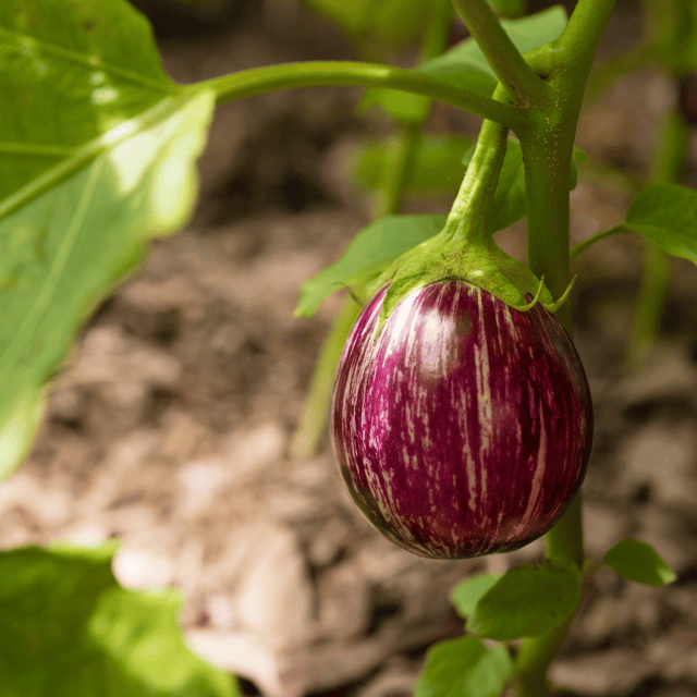 Organic (F3 Hybrid) Brinjal(Round) Seeds(Pack Of - 50 Seeds)