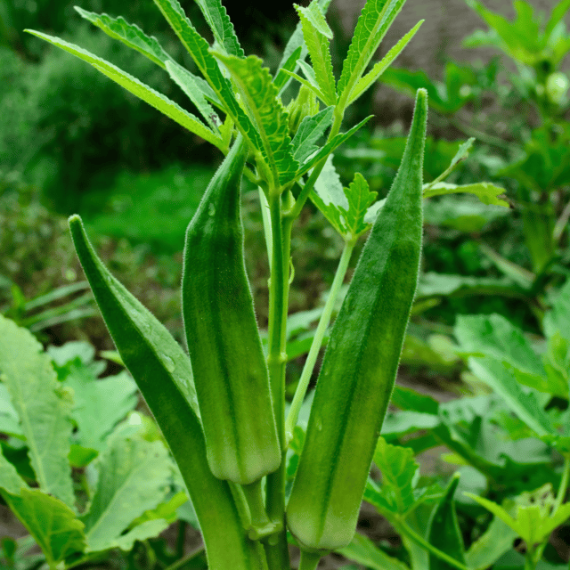 Organic (F3 Hybrid) Bhindi / Lady Finger Seeds(Pack Of - 40 Seeds) Organic (F3 Hybrid) Bhindi / Lady Finger Seeds(Pack Of - 40 Seeds)