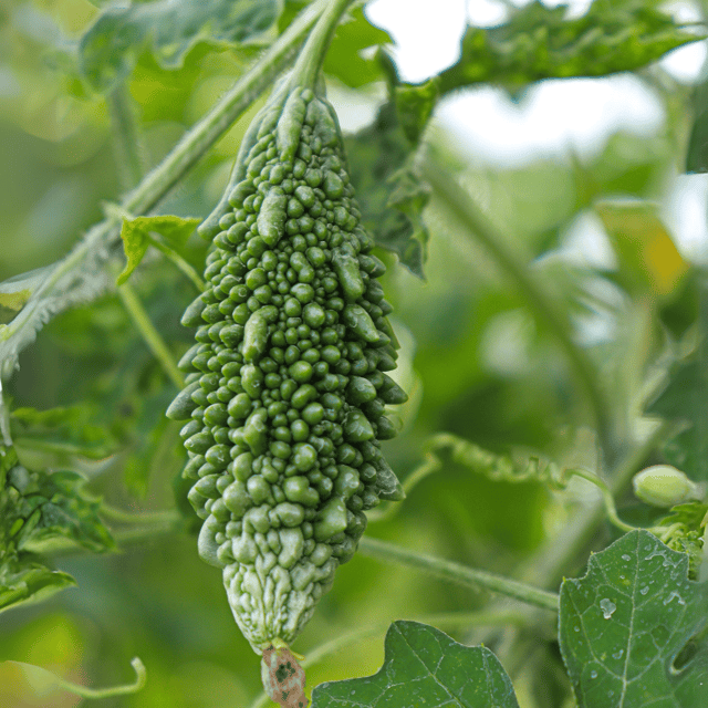 Organic (F3 Hybrid) Karela/Momordica charantia Seeds (Pack Of 15 Seeds)
