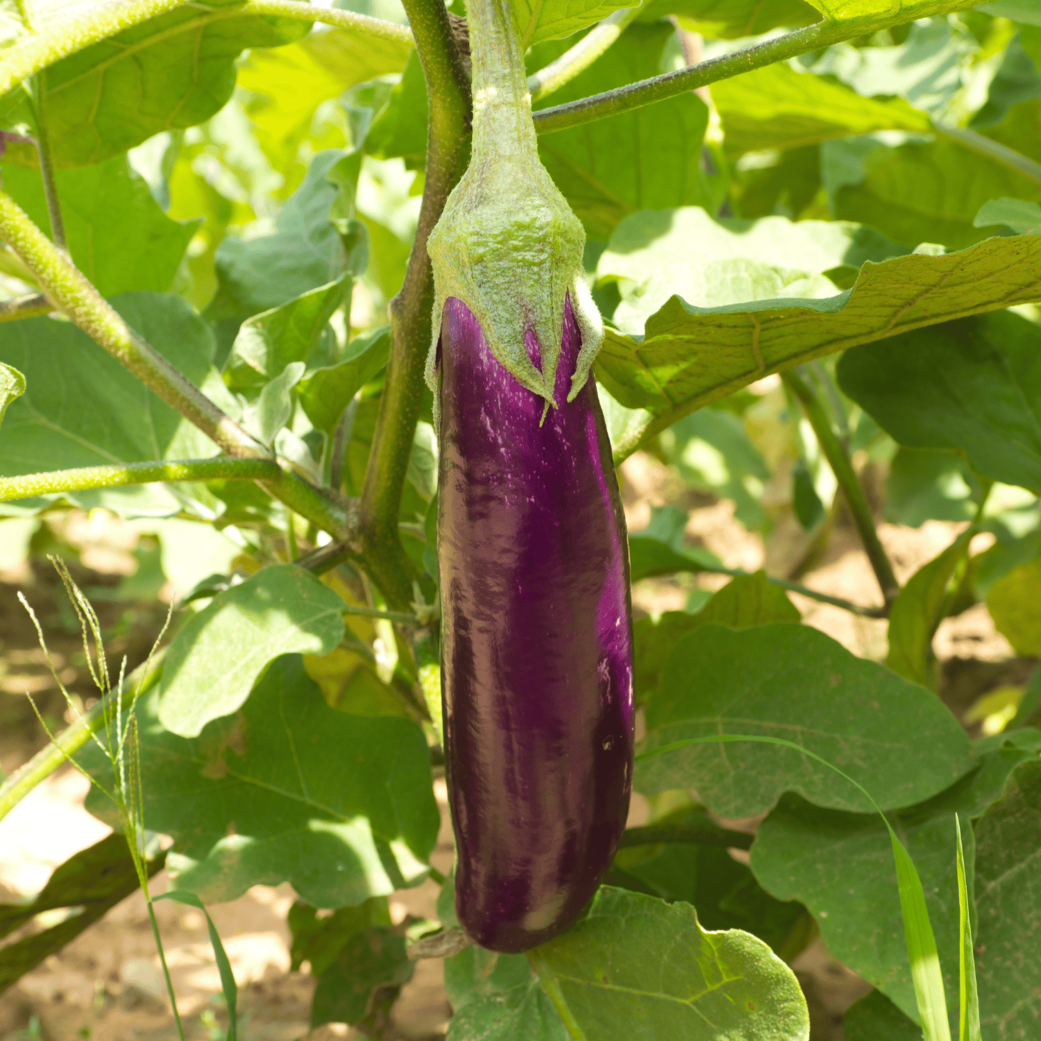 Organic (F3 Hybrid) Brinjal(Long) Seeds(Pack Of - 50 Seeds)
