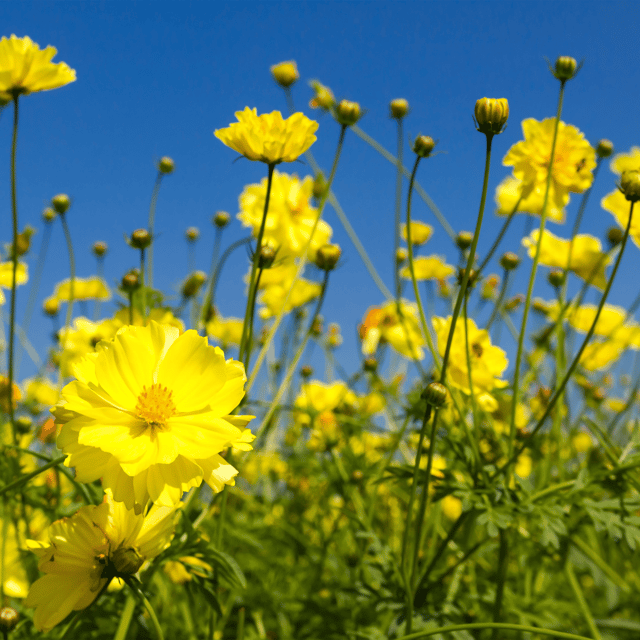 Organic (F3 Hybrid) Mustard/Sarso Seeds(Pack Of - 200 Seeds)