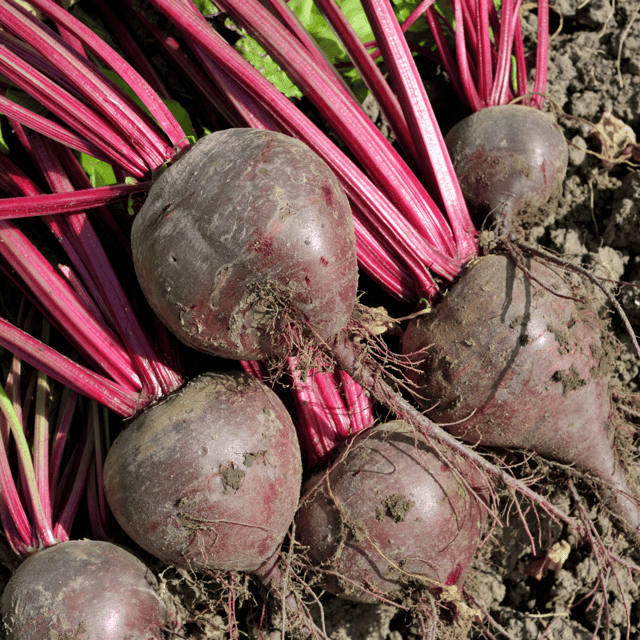 Organic (F3 Hybrid) Beetroot/Chukandar Seeds(Pack Of - 40 Seeds)