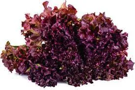 Organic (F2 Hybrid) Lettuce Red Seeds(Pack Of - 40 Seeds)
