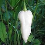 Organic (F2 Hybrid) Pepper Hot White Seeds(Pack Of - 20 Seeds) Organic (F2 Hybrid) Pepper Hot White Seeds(Pack Of - 20 Seeds)