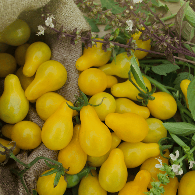 Organic (F2 Hybrid) Tomato Pear (Yellow) Seeds(Pack Of - 40 Seeds) Organic (F2 Hybrid) Tomato Pear (Yellow) Seeds(Pack Of - 40 Seeds)