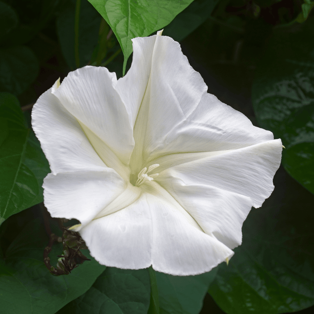 Moon Flower / Night Glory Flower Seeds (Pack Of - 10 Seeds) Moon Flower / Night Glory Flower Seeds (Pack Of - 10 Seeds)