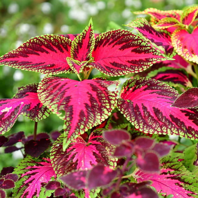 Coleus Mix Indoor Plant Seeds (Pack Of - 20 Seeds)