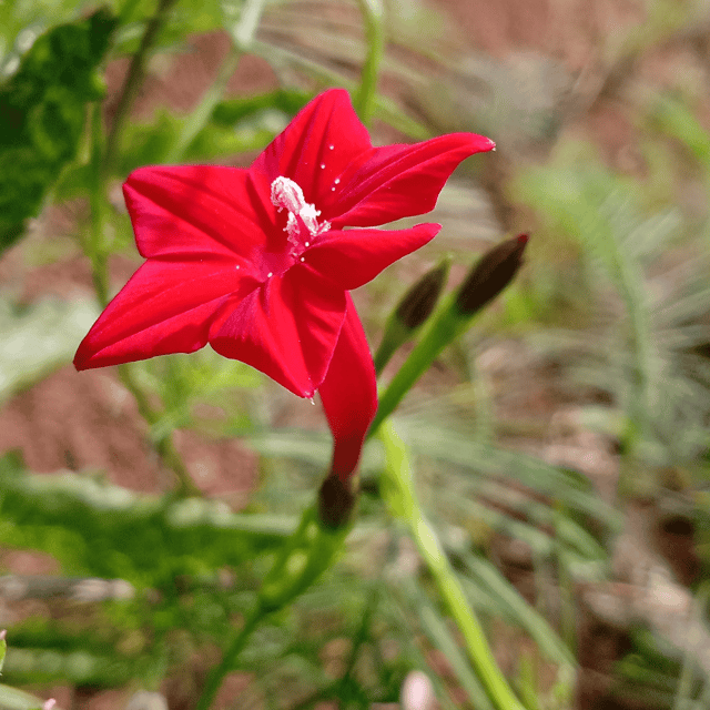 Cypress Vine Flower Seeds (Pack Of - 20 Seeds) Cypress Vine Flower Seeds (Pack Of - 20 Seeds)