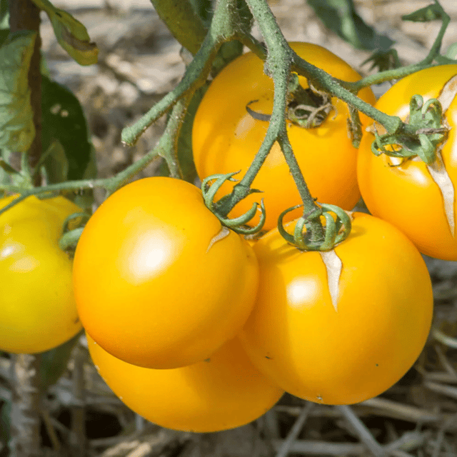Tomato Oblate Yellow Vegetable Seeds (PACK OF 30) Tomato Oblate Yellow Vegetable Seeds (PACK OF 30)