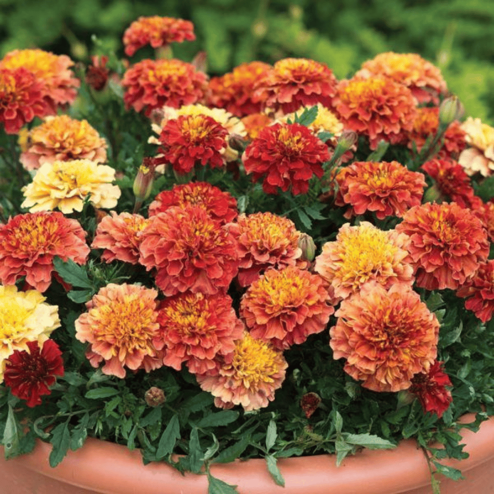Marigold Strawberry Mix Flower Seeds βF1 Hybrid (Pack of 10 Seeds)