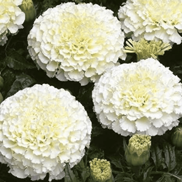 Marigold White Flower Seeds –F1 Hybrid (Pack of 10 Seeds)