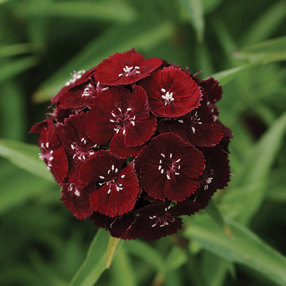 Dianthus Black Cherry Flower Seeds βF2 Hybrid (Pack of 30-40 Seeds)