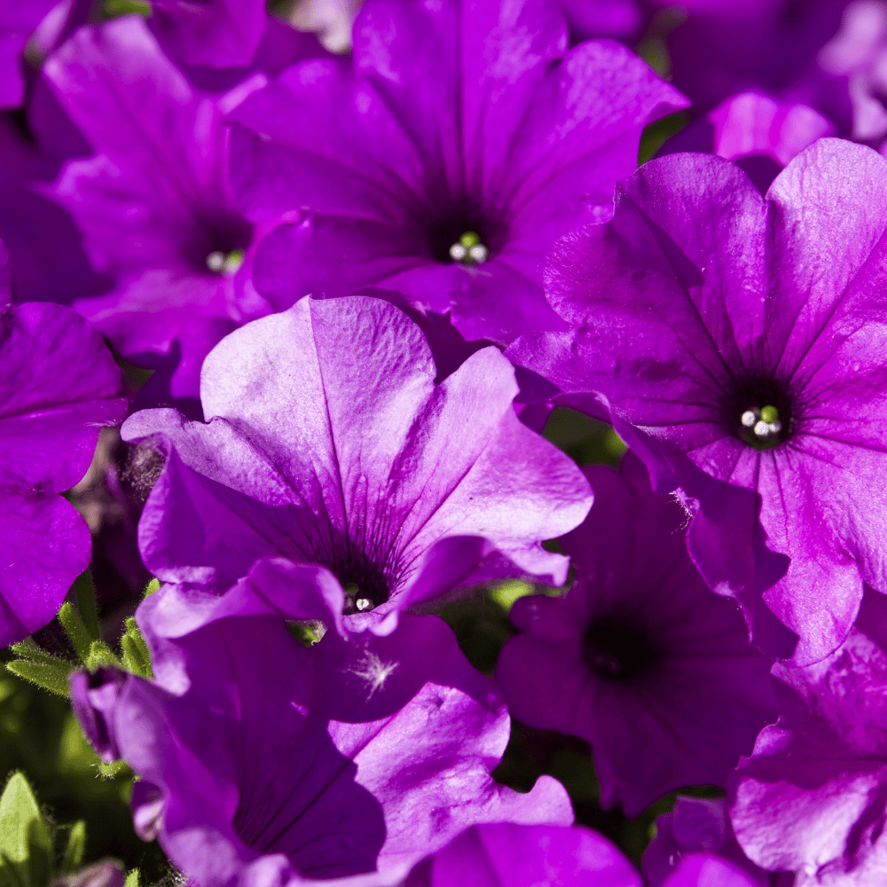 Petunia Violet Flower Seeds βF2 Hybrid (Pack of 100 Seeds)