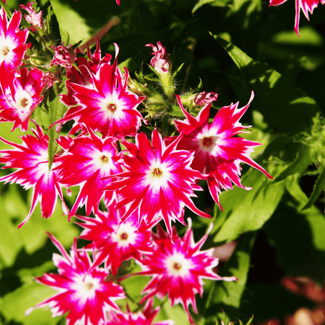 Phlox Twinkle Star Flower Seeds βF2 Hybrid (Pack of 50 Seeds) Phlox Twinkle Star Flower Seeds βF2 Hybrid (Pack of 50 Seeds)