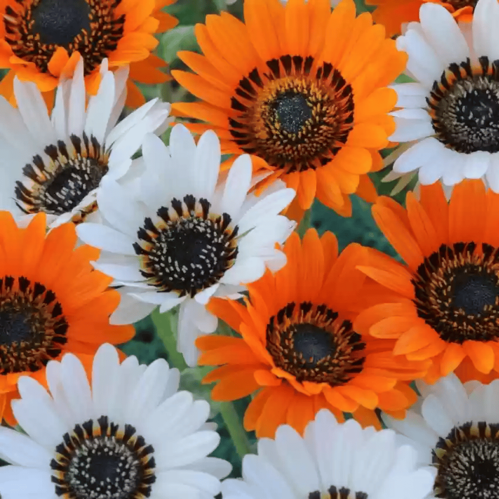 Venidium Mix Flower Seeds βF2 Hybrid (Pack of 40 Seeds)