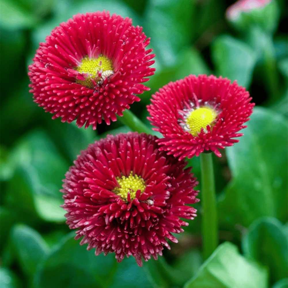 Daisy Red Bellis Flower Seeds β F2 Hybrid (Pack of 50 Seeds)