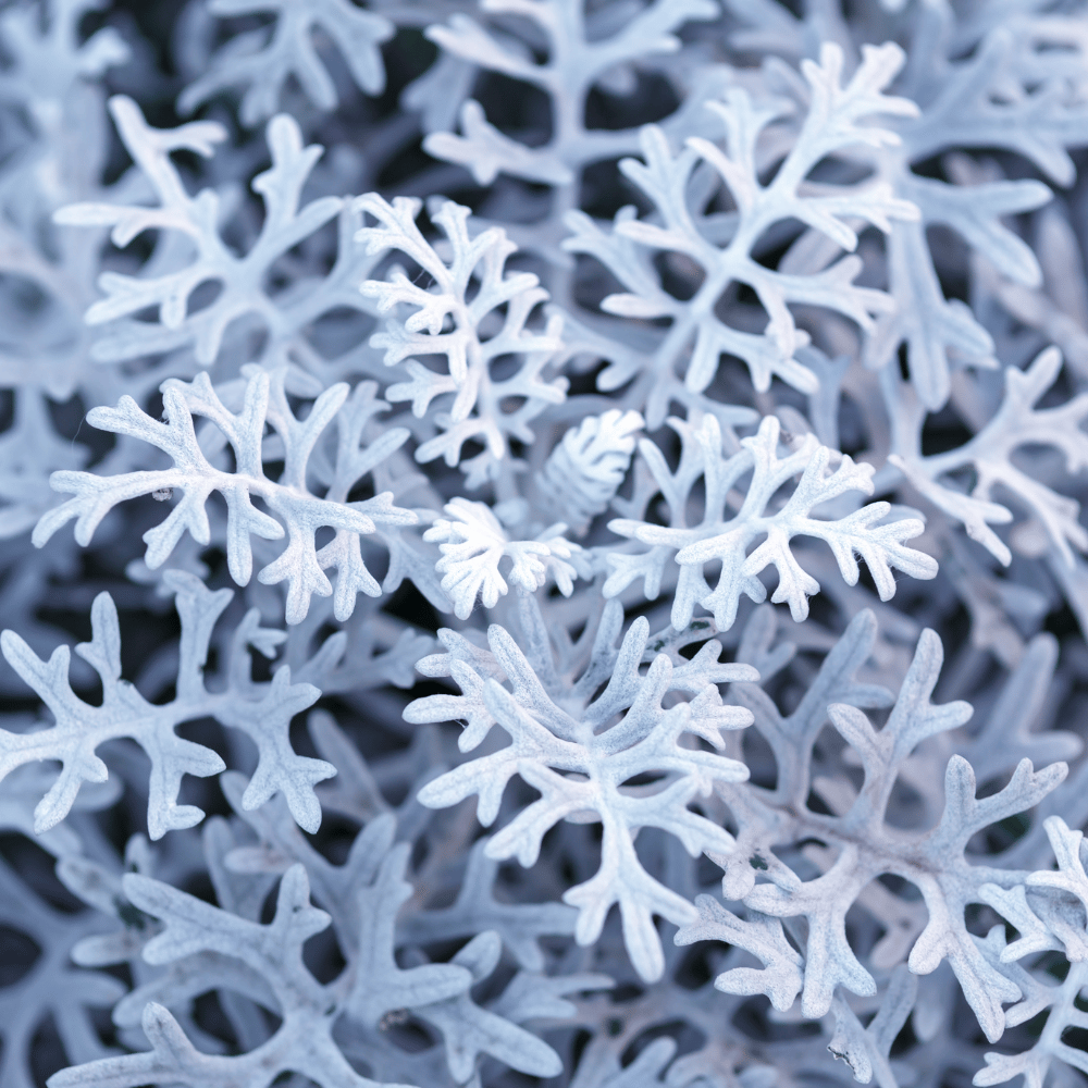 Cineraria Silver Dust Seeds β F2 Hybrid (Pack of 30 Seeds)