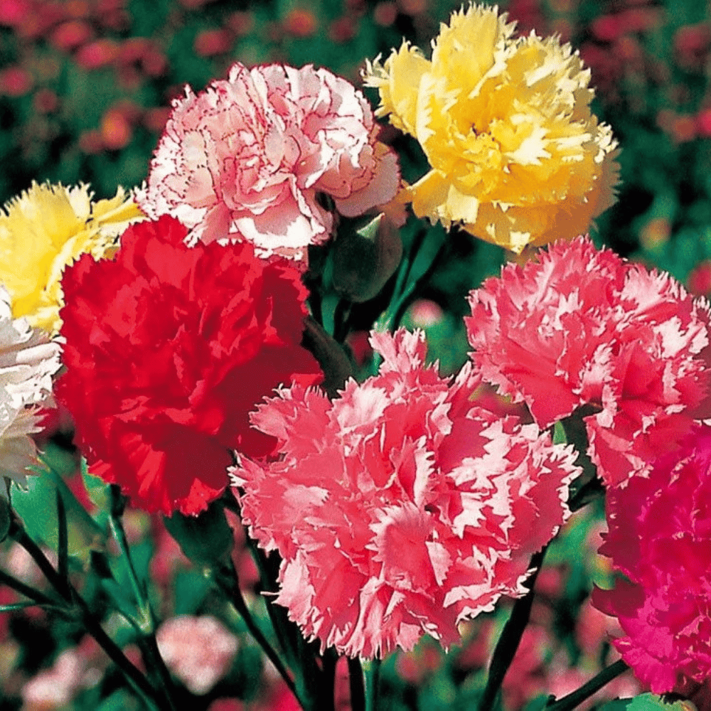 Carnation Giant Mixed Flower Seeds β F2 Hybrid (Pack of 40 Seeds)