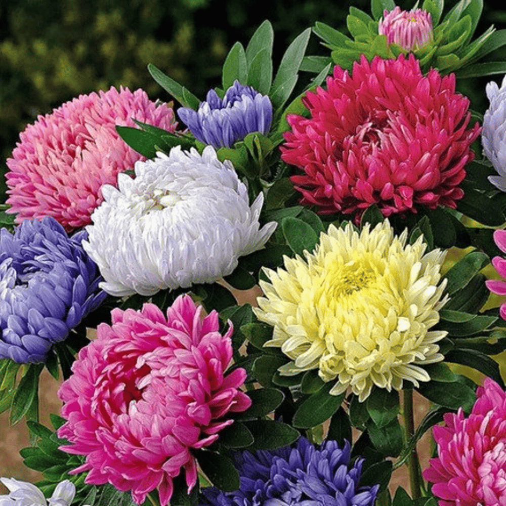 Aster Mixed Flower Seeds β F2 Hybrid (Pack of 50 Seeds)