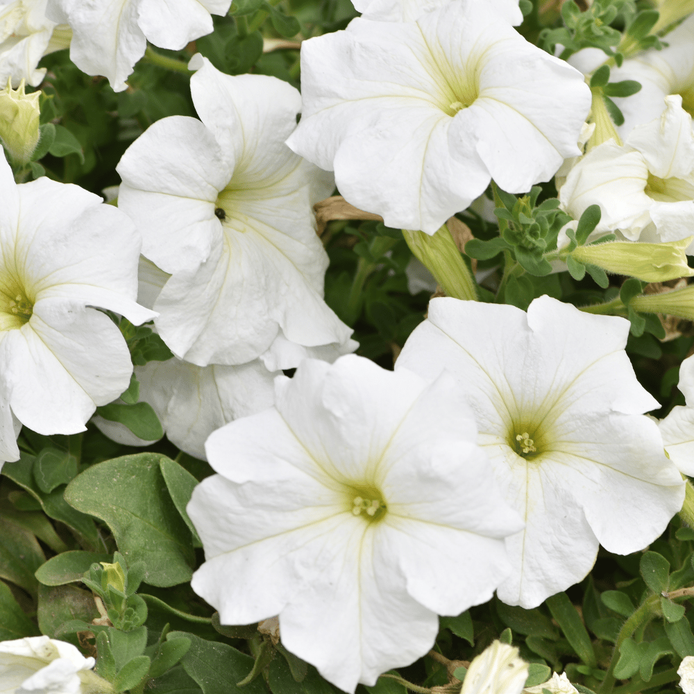 Petunia White Flower Seeds β F3 Hybrid (Pack of 100 Seeds)