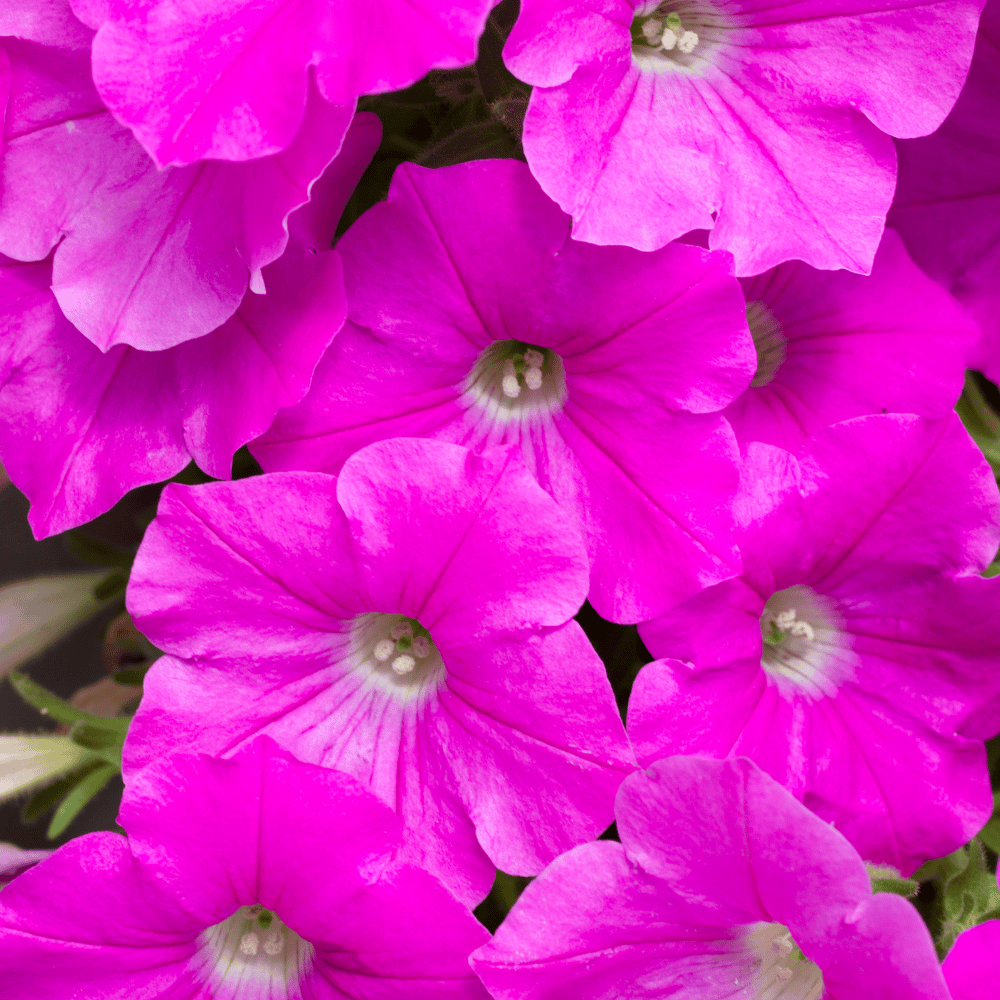 Petunia Pink Flower Seeds β F3 Hybrid (Pack of 100 Seeds)