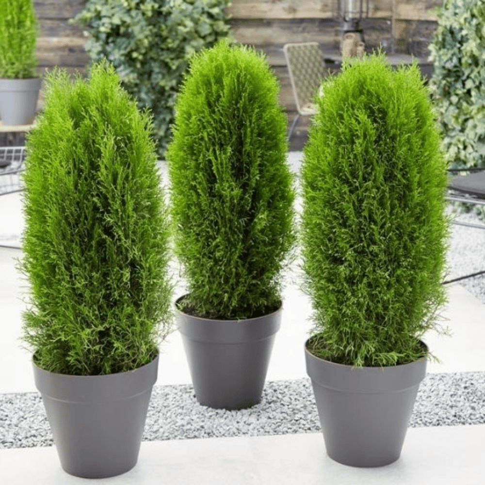 Morpankhi / Thuja / Oriental Arbor Seeds β F3 Hybrid (Pack of 10 Seeds)