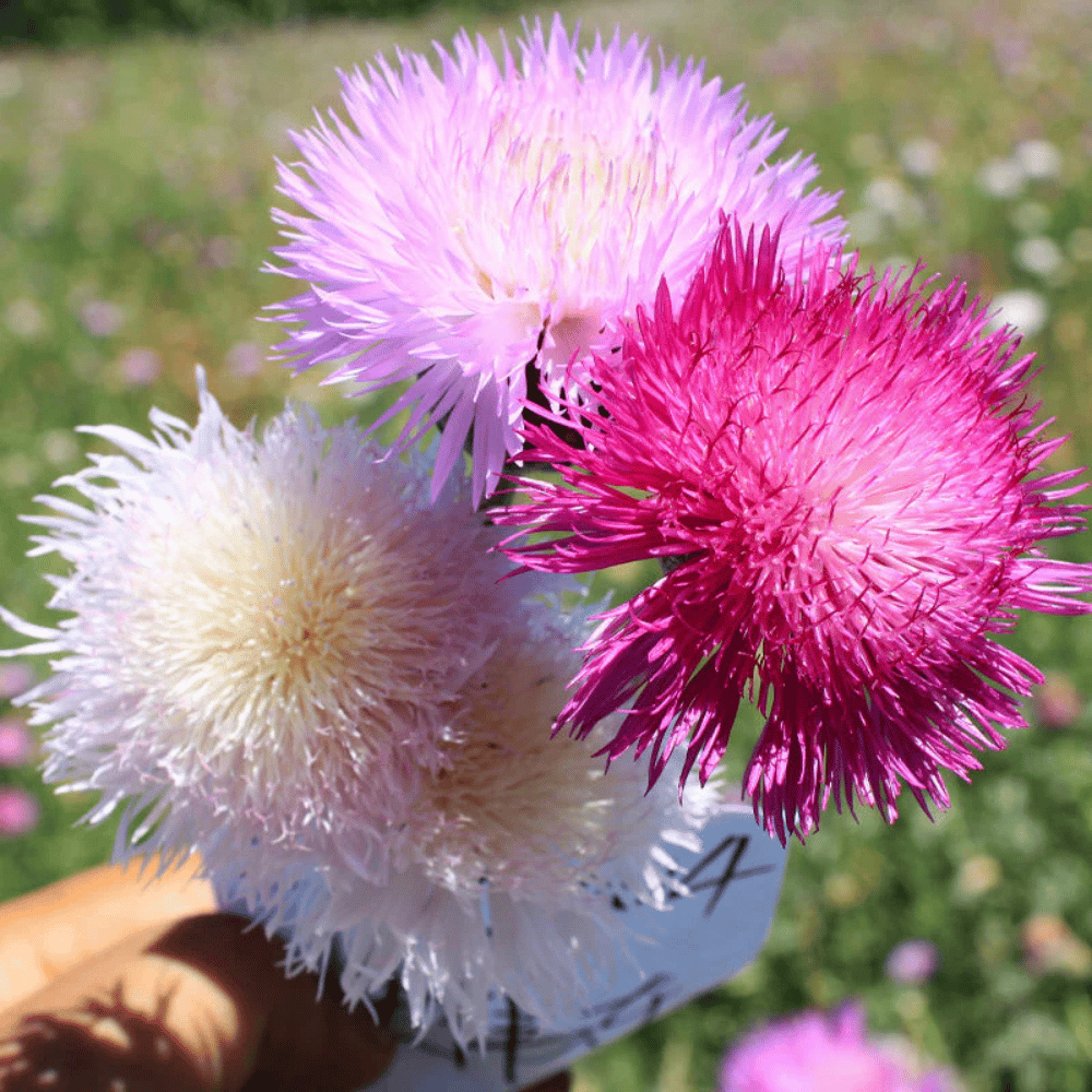 Sweet Sultan Flower Seeds β F3 Hybrid (Pack of 50 Seeds)