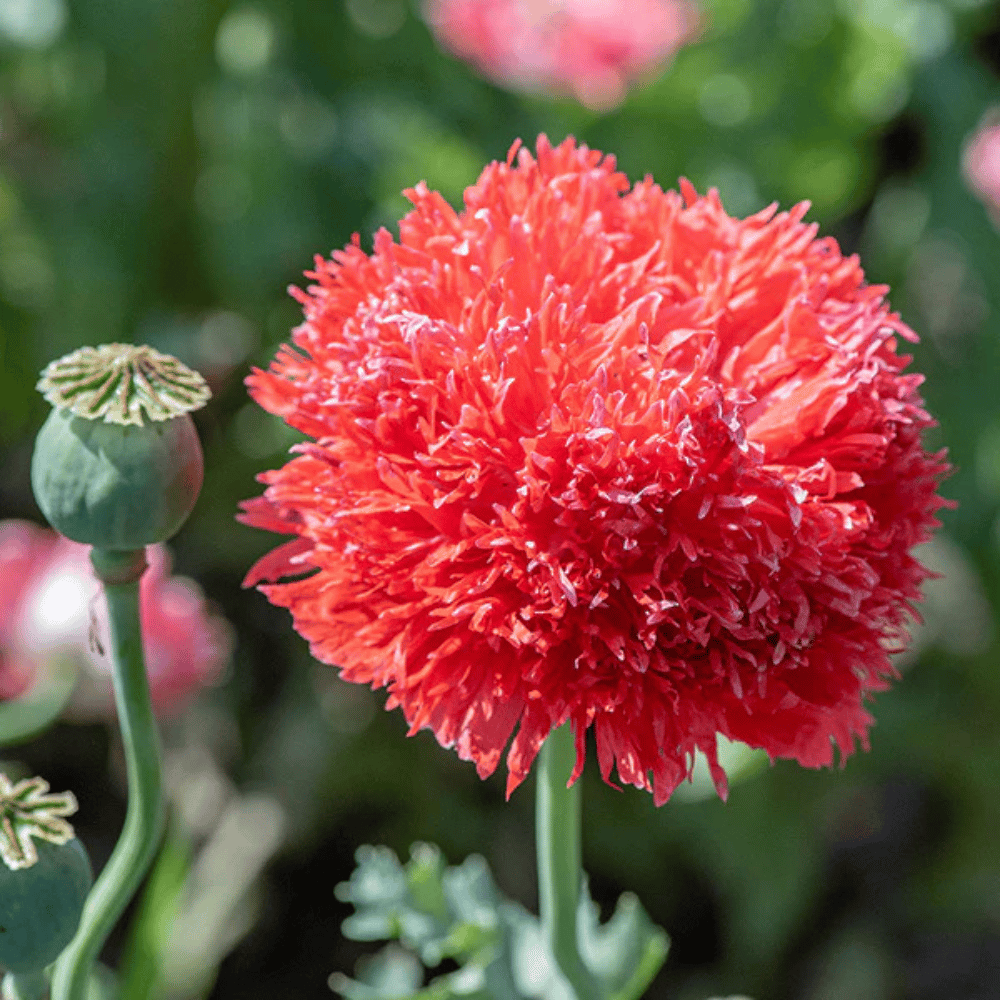 Poppy Shirley Flower Seeds β F3 Hybrid (Pack of 100 Seeds)