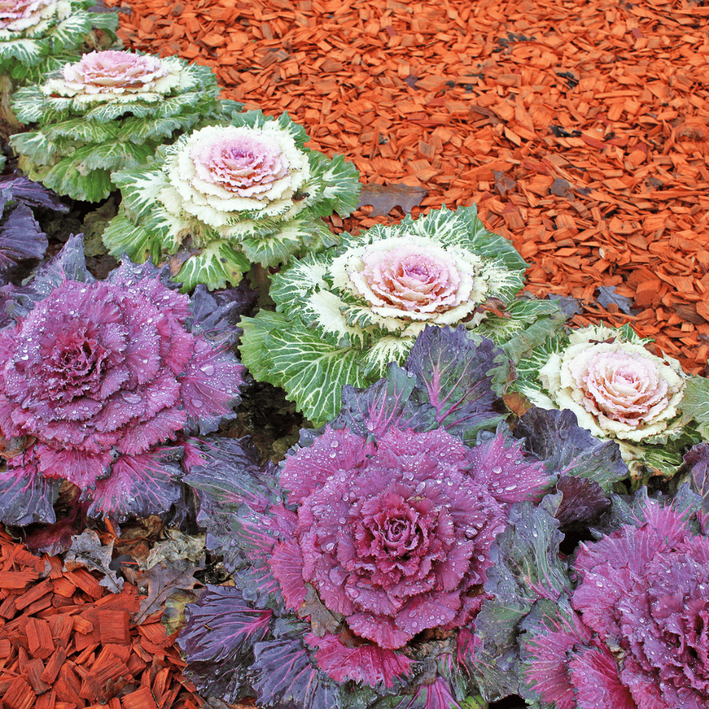 Ornamental Kale Flower Seeds β F3 Hybrid (Pack of 40 Seeds)