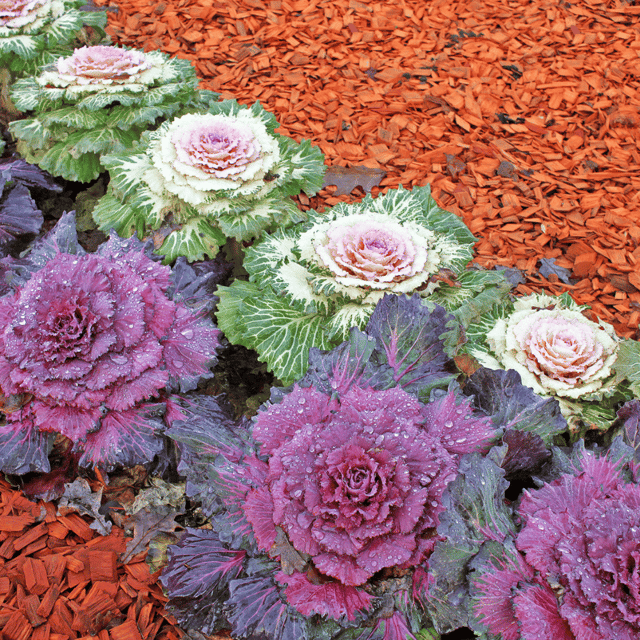 Ornamental Kale Flower Seeds – F3 Hybrid (Pack of 40 Seeds) Ornamental Kale Flower Seeds – F3 Hybrid (Pack of 40 Seeds)