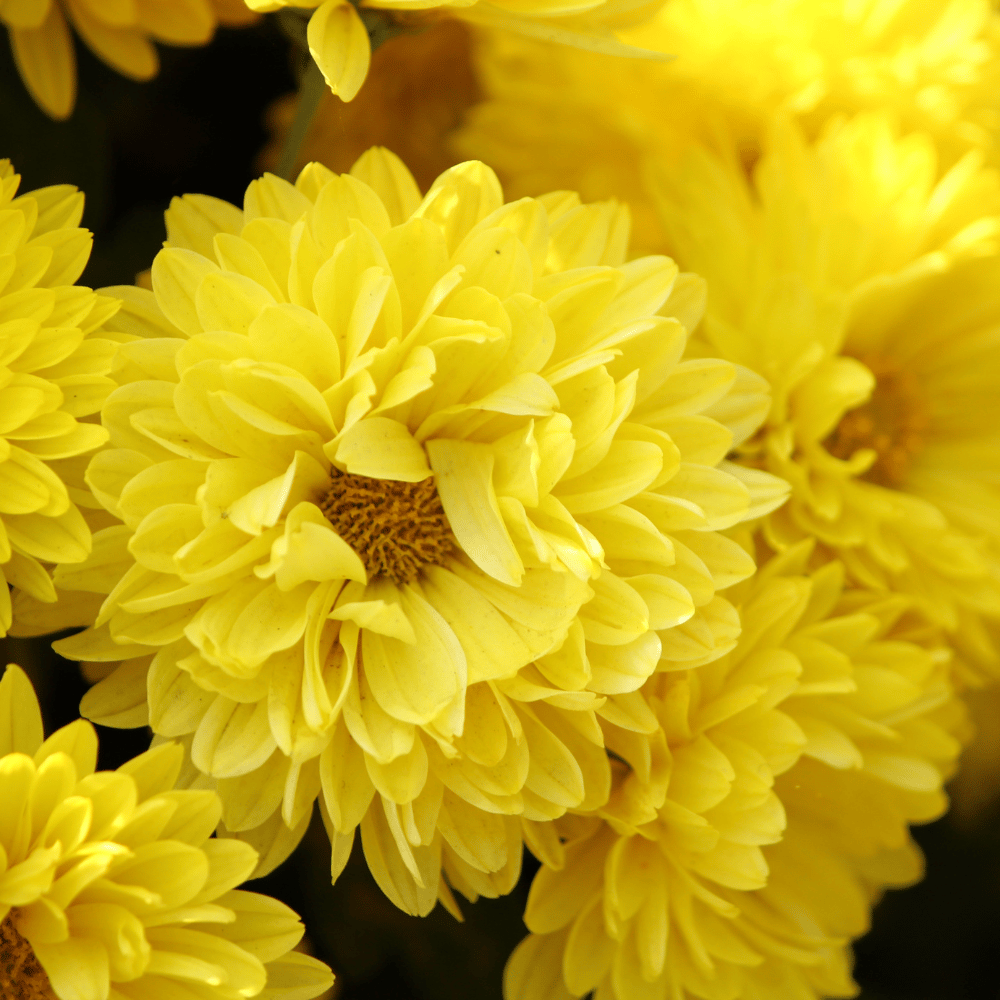 Chrysanthemum Coronarium Mix Flower Seeds β F3 Hybrid (Pack of 40 Seeds)