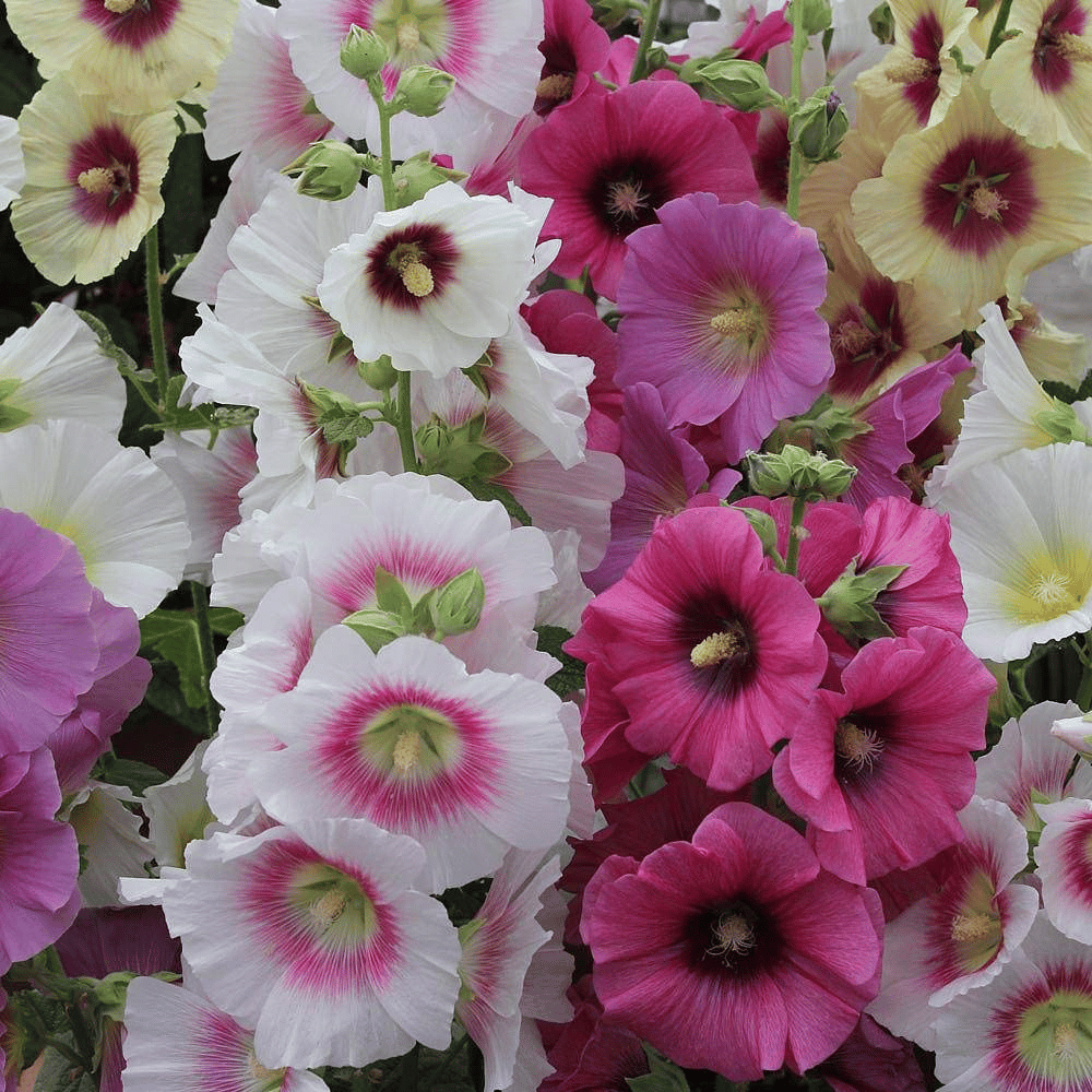 Alcea Mix Flower Seeds β F3 Hybrid (Pack of 25 Seeds)