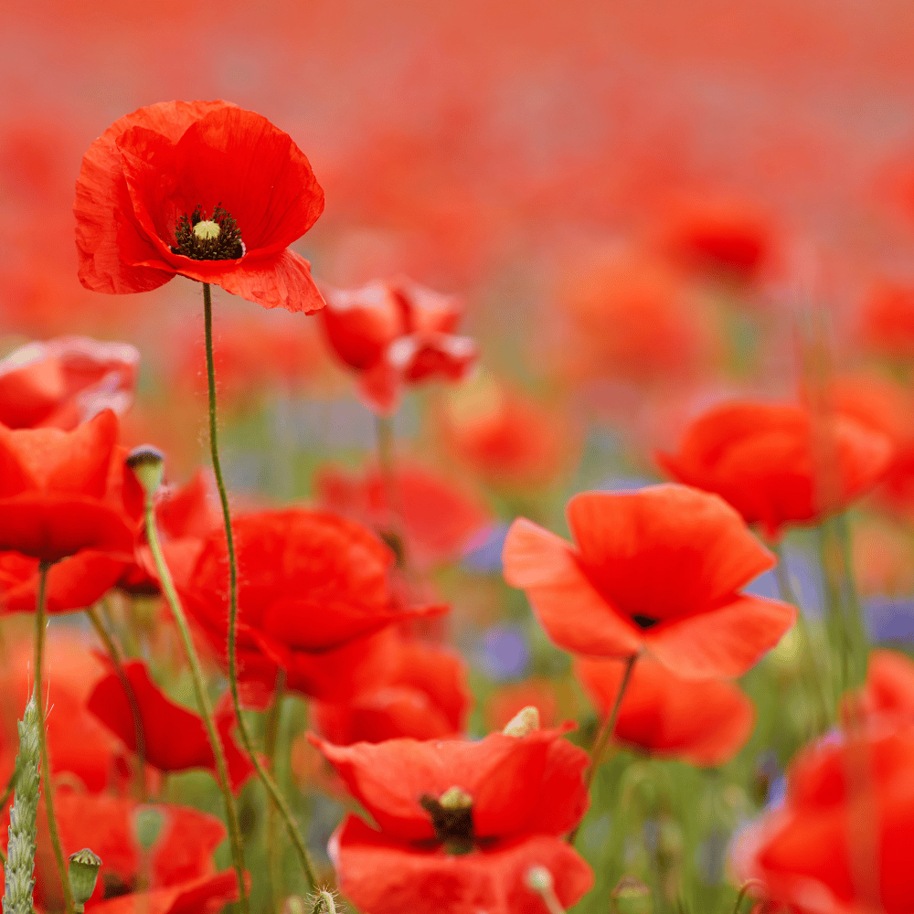 Poppy Red Flower Seeds β F3 Hybrid (Pack of 100 Seeds)