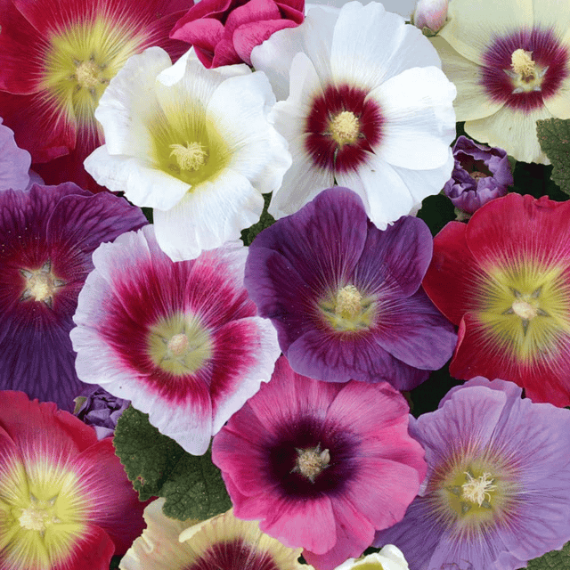 Hollyhock Mixed Color Flower Seeds β F3 Hybrid (Pack of 25 Seeds) Hollyhock Mixed Color Flower Seeds β F3 Hybrid (Pack of 25 Seeds)