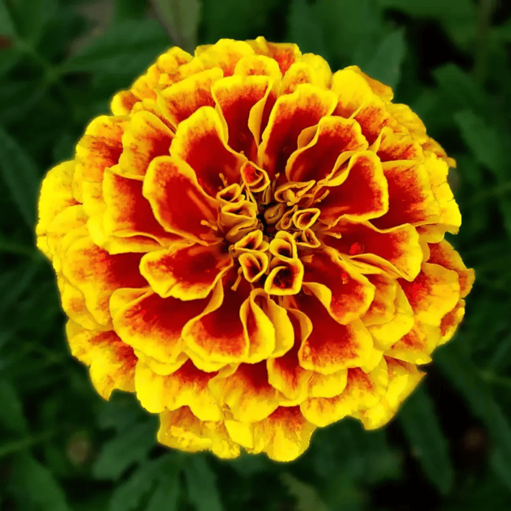French Marigold Flower Seeds β F3 Hybrid (Pack of 40-50 Seeds)