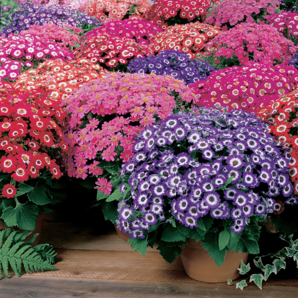 Cineraria Mixed Color Flower Seeds β F3 Hybrid (Pack of 70-80 Seeds)