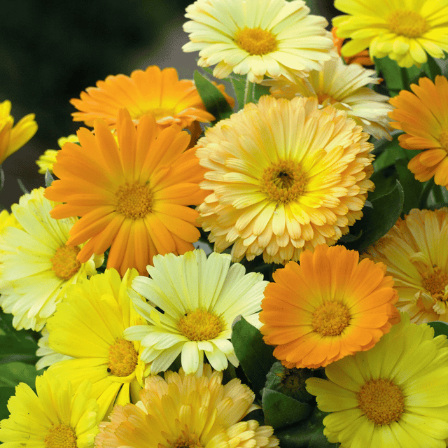 Calendula Mixed Color Flower Seeds – F3 Hybrid (Pack of 25-30 Seeds)