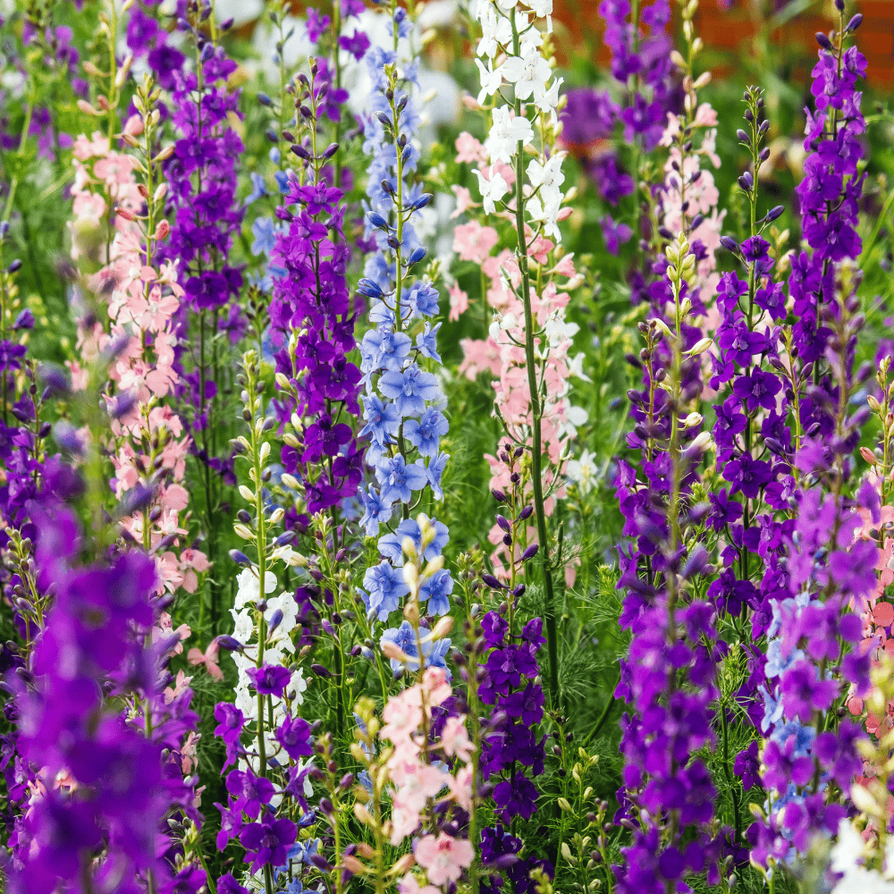 Buy Larkspur Mixed Flower Seeds – Tall, Vibrant Blooms | Pack of 40