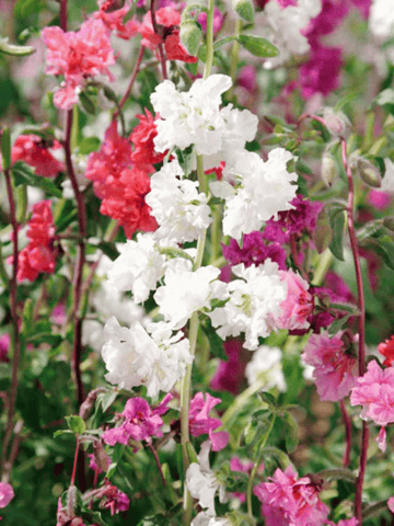 Buy Clarkia Mixed Flower Seeds – High-Germination, Easy to Grow | Pack ...