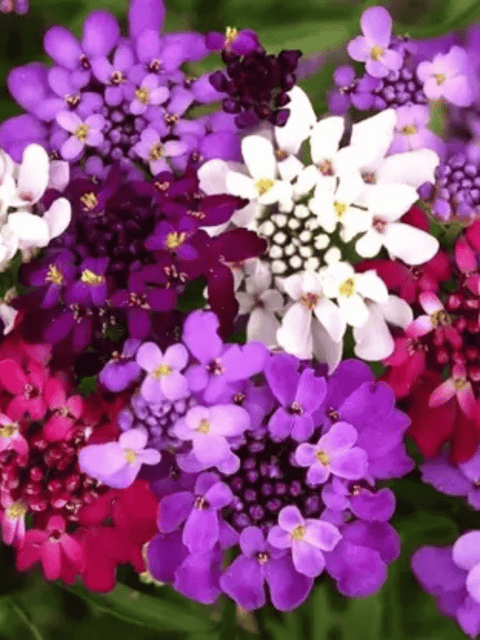 Candytuft Mixed Color Flower Seeds (Pack of 40 Seeds) Candytuft Mixed Color Flower Seeds (Pack of 40 Seeds)