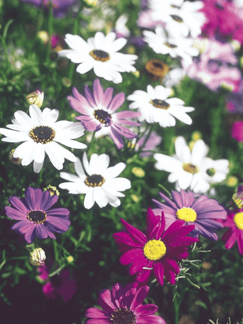 Brachyscome Mixed Flower Seeds- F2 Hybrid (Pack of 100 Seeds)