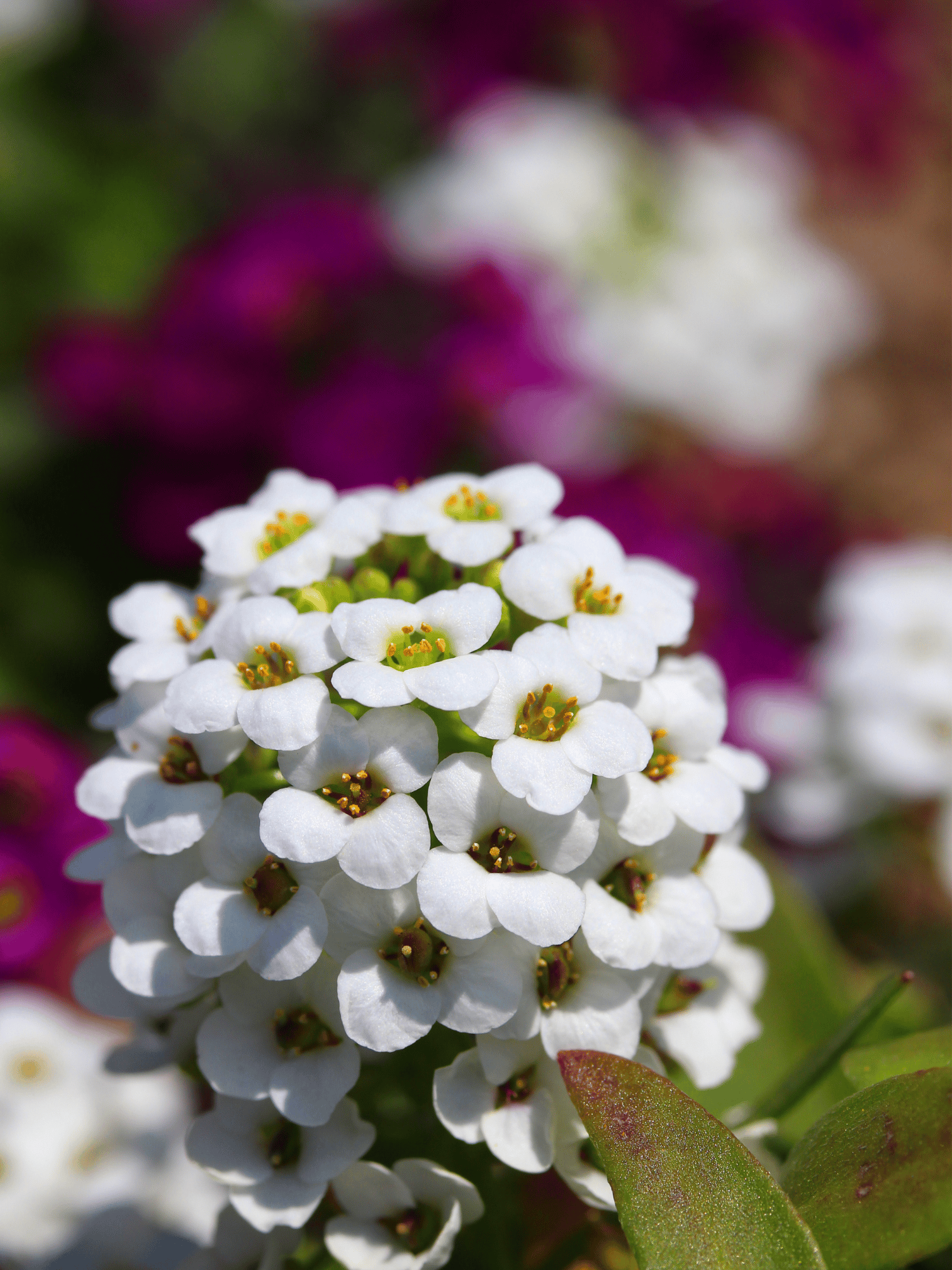 Buy Alyssum White Flower Seeds  Fragrant Ground Cover Plant | Pack of 70-80